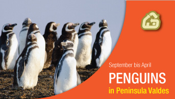 Patagonia Argentina Pingüinos de Magallanes en Península Valdés: