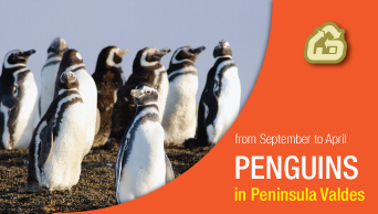 Patagonia Argentina Pingüinos de Magallanes en Península Valdés: