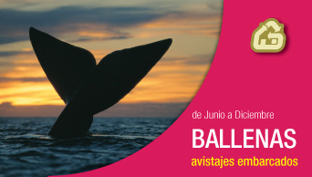 Península Valdés Avistaje de Ballenas Patagonia Argentina Whale Watching