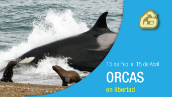 Península Valdés Avistaje de Orcas Patagonia Argentina 